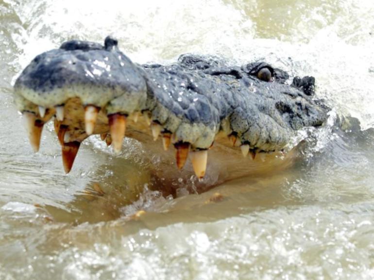 A push to make crocodile hunting legal in Queensland has been ruled out due to a technicality. (Alan Porritt/AAP PHOTOS)