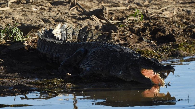 A crocodile believed to have taken a man in far north Queensland has been has been killed. (Dean Lewins/AAP PHOTOS)