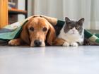 Australia’s most popular dog and cat breeds have been announced.