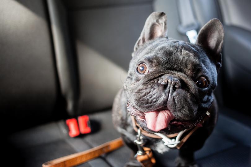 They might be cute but dogs can spread ‘parasites, viruses and fungi’.