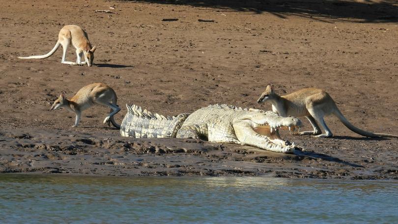 Wallabies get close to a crocodile on the Ord River, East Kimberley.