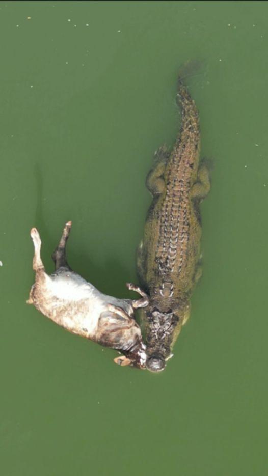 Stretching to 5.5m-long Mr Jones is the king of the Ord River in the East Kimberley.