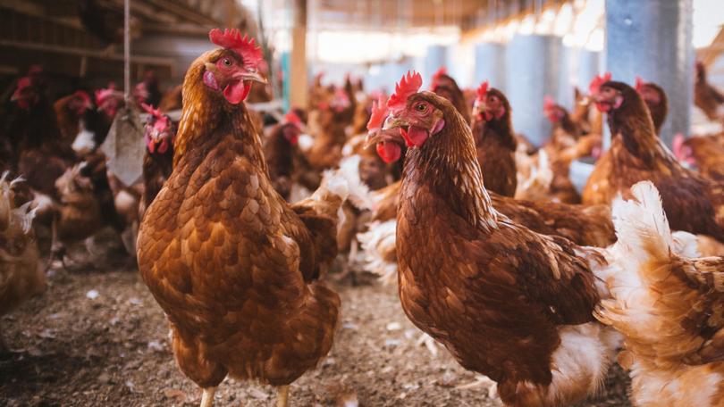 Avian influenza strains were detected at 10 sites across Australia.