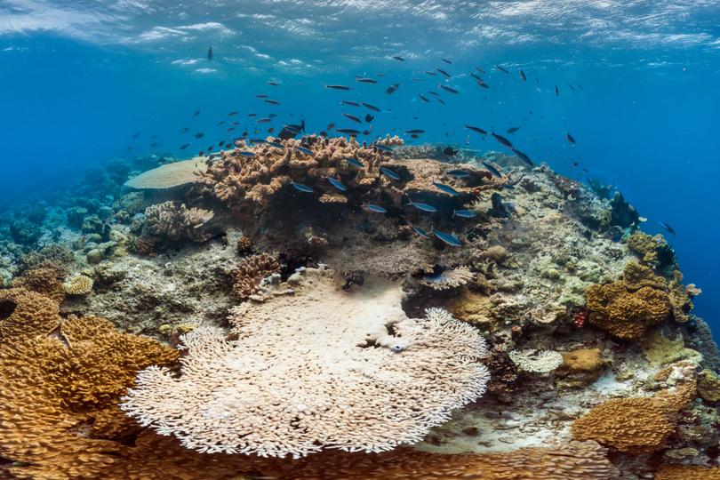 coral bleaching