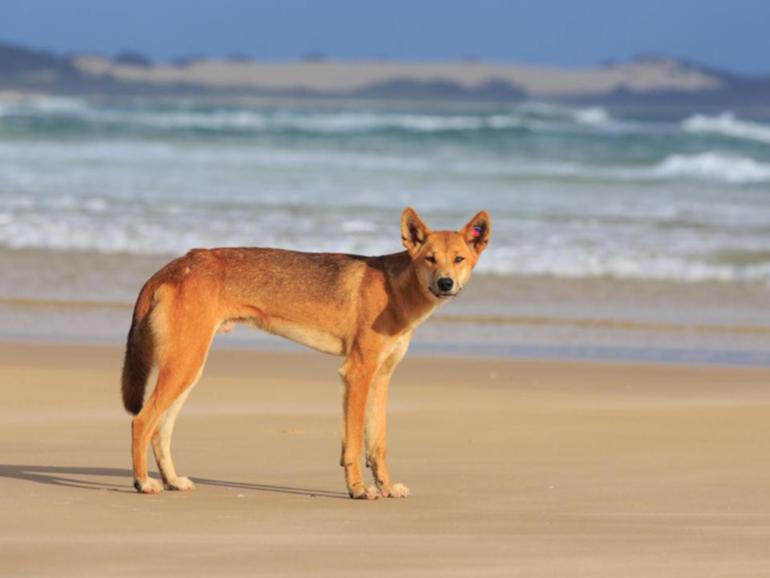 A four-year-old girl has suffered a puncture wound after being bitten by a dingo in Queensland. (HANDOUT/QUEENSLAND GOVERNMENT ? DEPARTMENT OF ENVIRONMENT AND SCIENCE)