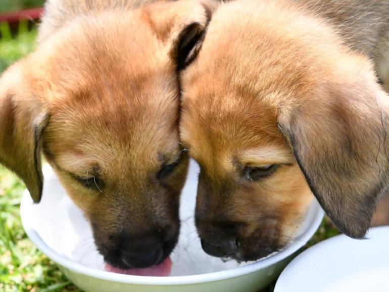 Calls to ban 'puppy farms' have stepped up after a Tasmanian breeder was made to close down.  (Dan Himbrechts/AAP PHOTOS)