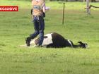 Dead cows have been discovered at a property in Oakford.