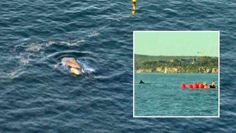 A juvenile humpback whale became entangled in a fishing trap in Sydney Habour.