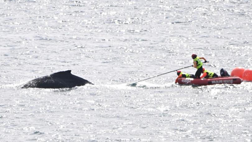 Wildlife officers use a pole to disentangle the young humpback whale in Sydney Harbour on Friday.
