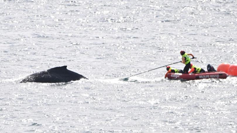 Wildlife officers use a pole to disentangle the young humpback whale in Sydney Harbour on Friday. 