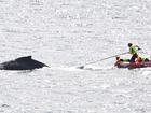 Wildlife officers use a pole to disentangle the young humpback whale in Sydney Harbour on Friday. 