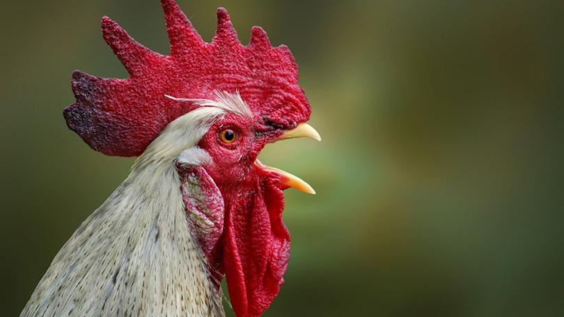 A major chicken producer has cited challenging consumer conditions amid the cost-of-living crunch.