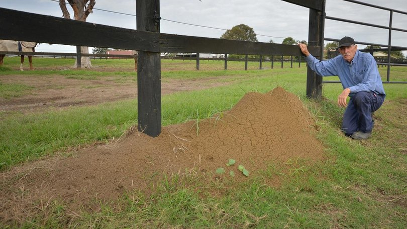 Some properties in Queensland are now infested with thousands of fire ant nests.