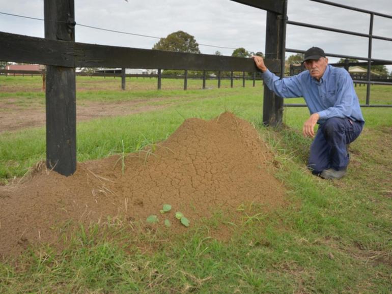 Some properties in Queensland are now infested with thousands of fire ant nests.