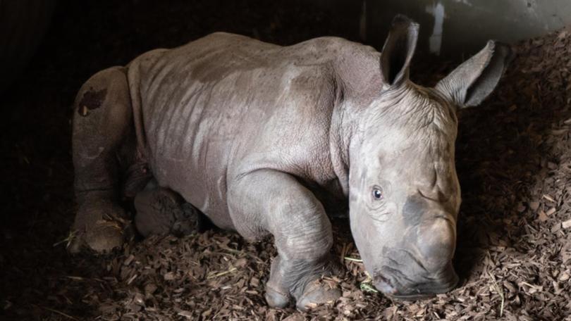 The male southern white rhino calf, weighing 60 kg at birth, is 'going from strength to strength'.