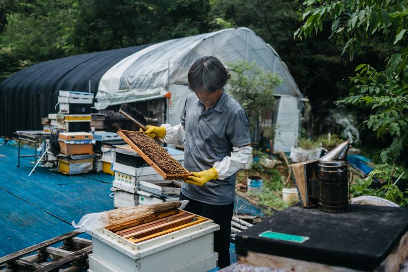 Cho Seong-hoan tends to bees at a farm near the DMZ.