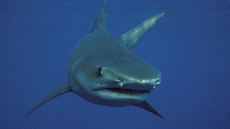 A teenager has been killed after a reported shark attack in Jamaica.