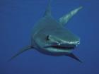 A teenager has been killed after a reported shark attack in Jamaica.