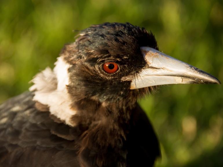 More than 500 magpie swooping incidents have been recorded across Australia before the formal stat of spring.