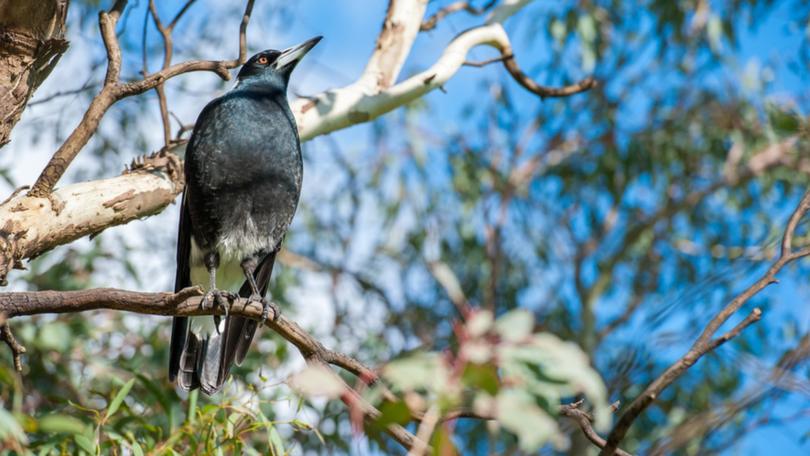 More than 500 magpie swooping incidents have been recorded across Australia before the formal stat of spring.