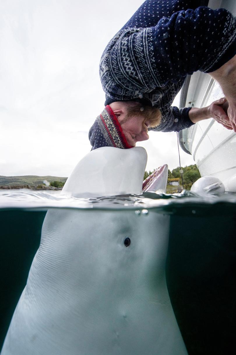 Hvaldimir and fisherman Joar Hesten, a former whaler who freed him from his harness. 