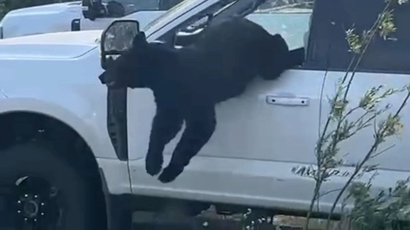 The firefighters smashed a window to free the bear, which ran off into the forest.