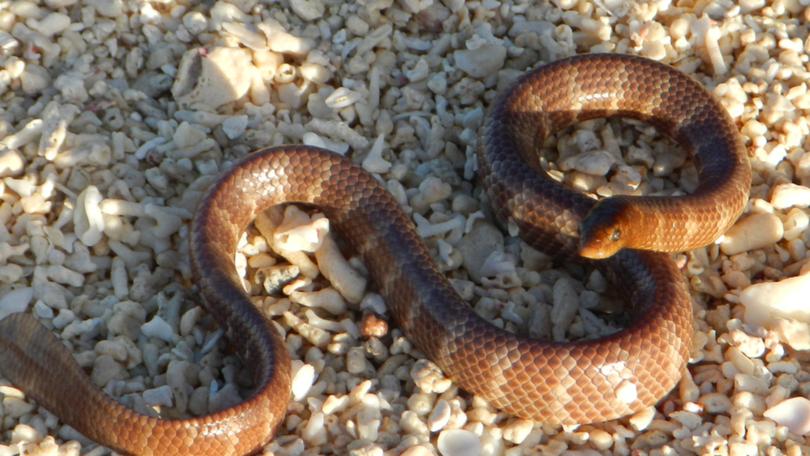 The dusky sea snake