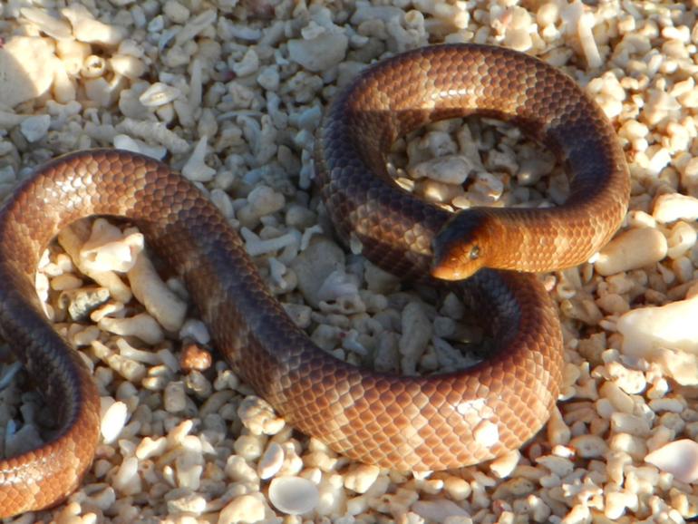 The dusky sea snake