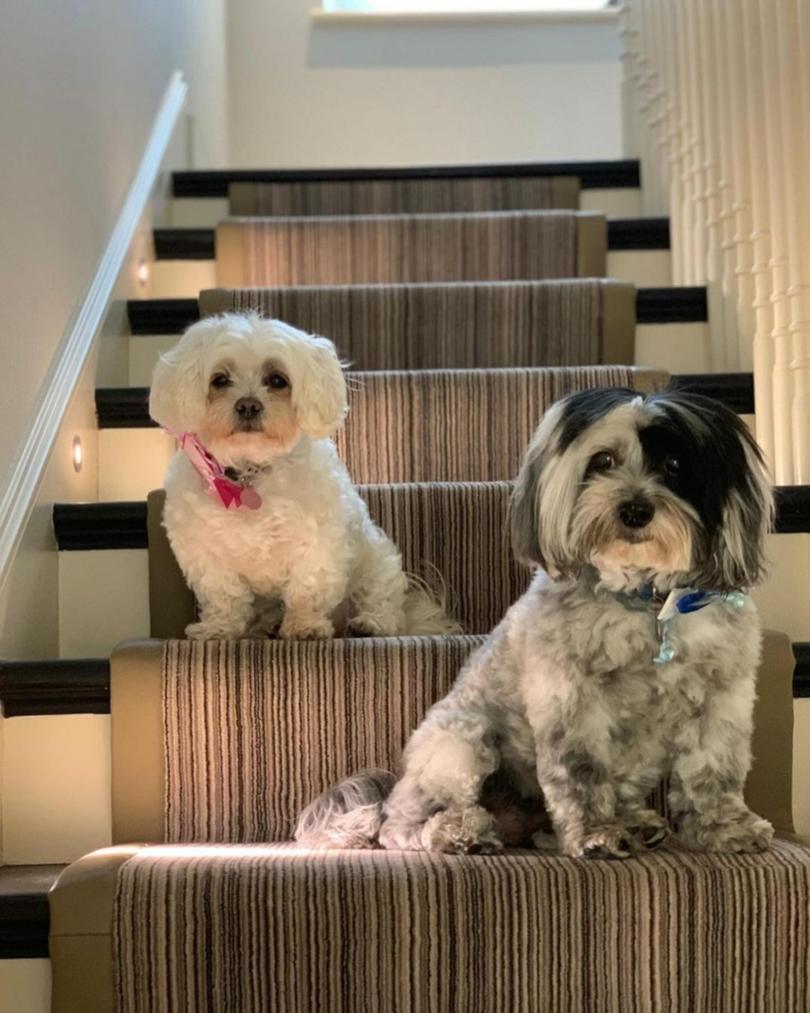 Robbie Williams and wife Ayda Williams have announced the heartbreaking news that two of their beloved dogs have died on the same night.