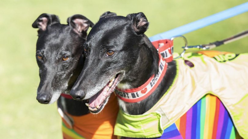 Calls continue to be made for a ban on greyhound racing in Australia. (Ellen Smith/AAP PHOTOS)