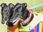 Calls continue to be made for a ban on greyhound racing in Australia.  (Ellen Smith/AAP PHOTOS)