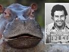 Drug kingpin Pablo Escobar may be dead but his randy mob of cocaine hippos continue to cause havoc.