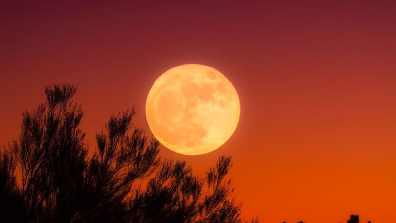 Australian’s will be treated to an incredible show as the Harvest Moon comes into view.