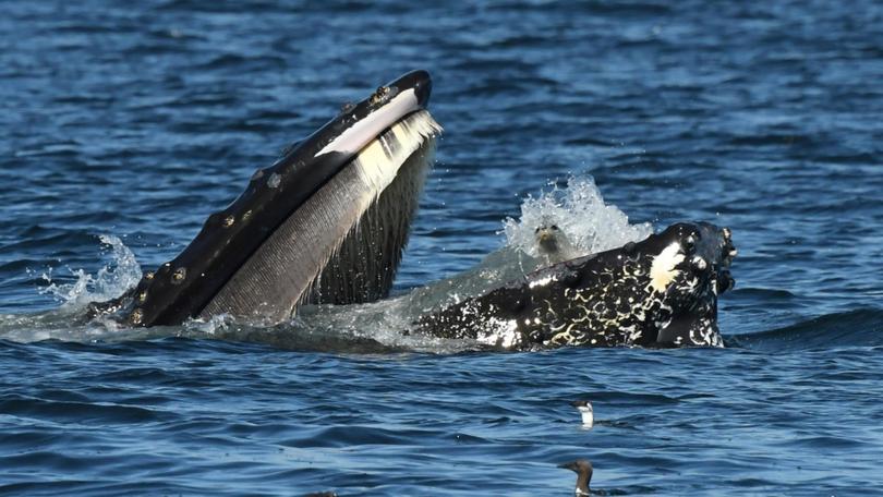 The moment a seal found himself in the  mouth of a humpback whale.