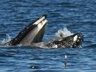 The moment a seal found himself in the  mouth of a humpback whale.