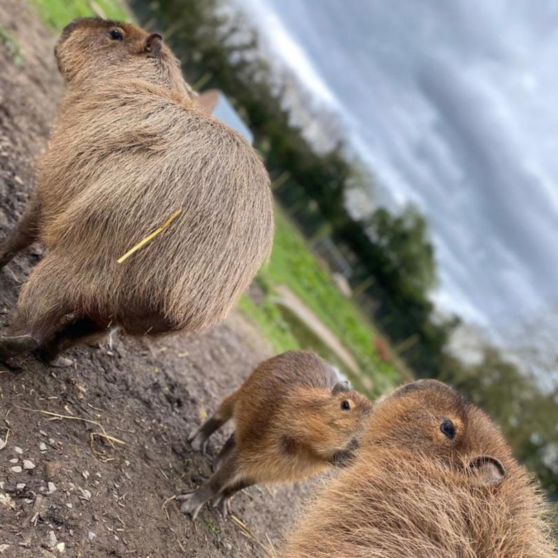 Cinnamon the capybara is on the loose.