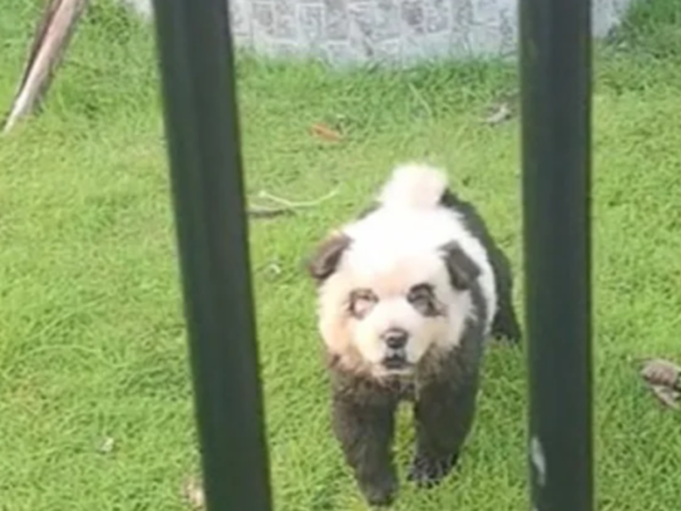 A screenshot shows two Chow Chow dogs painted to look like pandas at a zoo in China. 