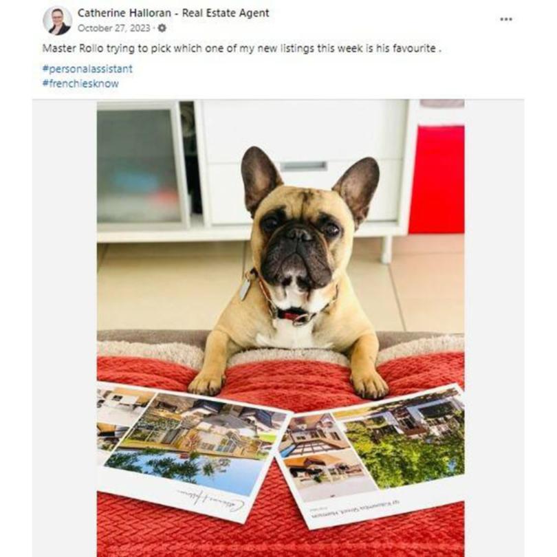 Rollo the French bulldog has become a staging star.