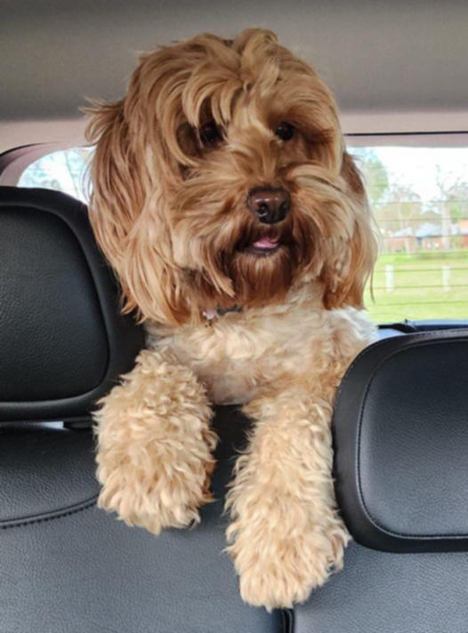 Molly the Cockapoo has gone missing from the Carine / Duncraig area 