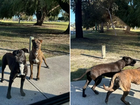 A Perth council is investigating after two women were attacked by dogs at a park.