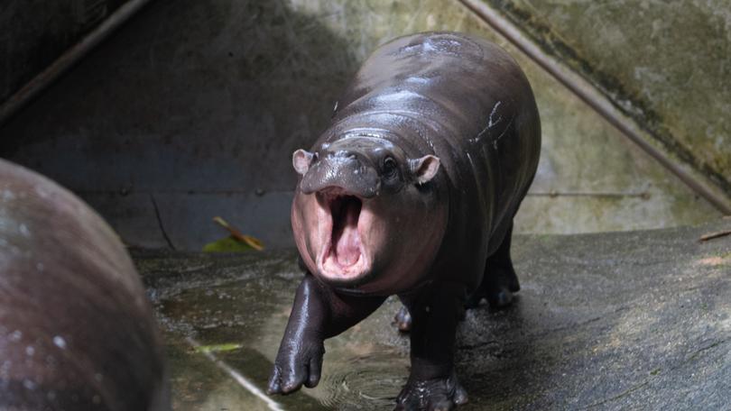 Moo Deng, a 2-month-old female pygmy hippo, has become a global sensation.