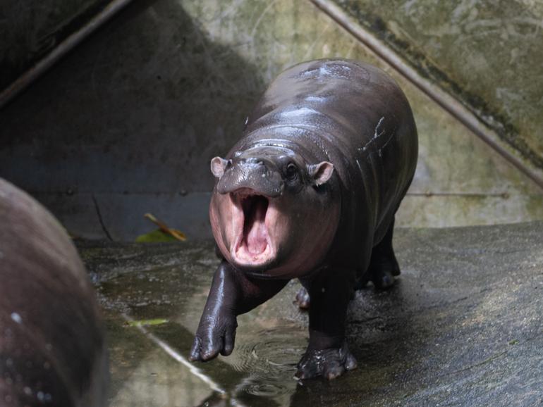 Moo Deng, a 2-month-old female pygmy hippo, has become a global sensation.