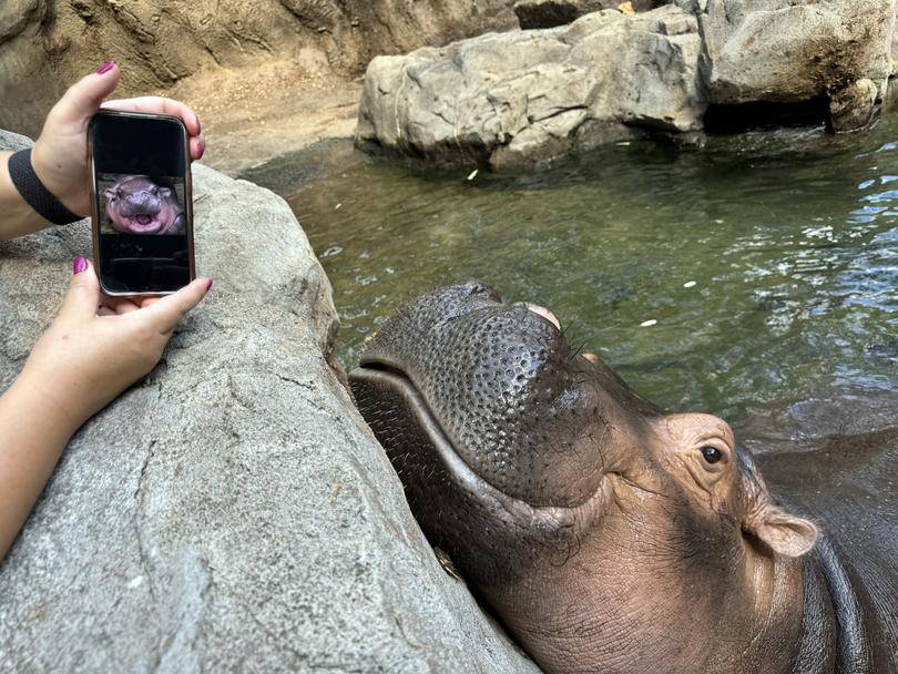 an employee showing a picture of Moo Deng to Fiona, their viral hippo, on Sept. 19, 2024. 