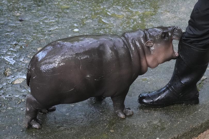 Two-month-old baby hippo Moo Deng likes to play bite her zookeeper.