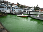 Green dye is seen in the water of Sydney Harbour off Milson Park in Kirribilli, Sydney, Thursday, September 26, 2024.