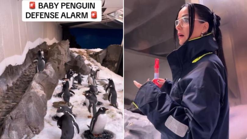 Katy Perry reacts to the penguins’ ‘defence alarm’.