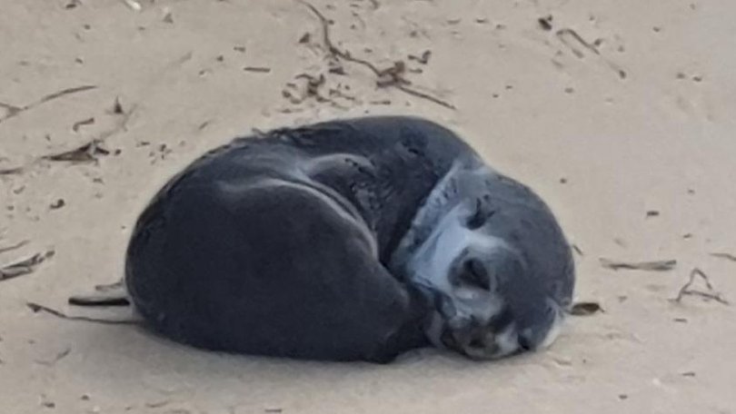 A baby fur seal, later found badly injured, was first spotted just resting on Bunga Beach. (Supplied/AAP PHOTOS)