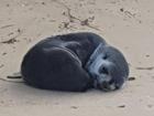 A baby fur seal, later found badly injured, was first spotted just resting on Bunga Beach. (Supplied/AAP PHOTOS)