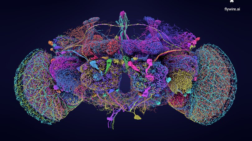 A photo provided by Tyler Sloan and Amy Sterling for FlyWire, Princeton University, shows distinct circuits of neurons through the fly brain, shown here in different colors. 