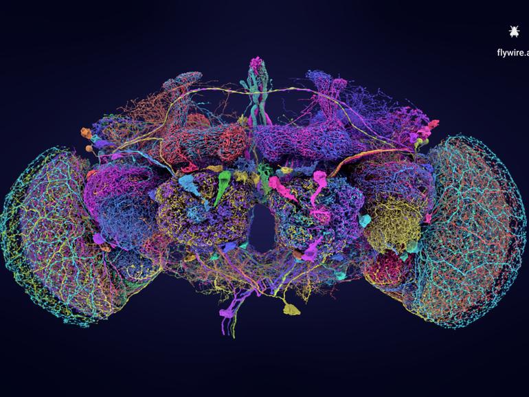 A photo provided by Tyler Sloan and Amy Sterling for FlyWire, Princeton University, shows distinct circuits of neurons through the fly brain, shown here in different colors. 